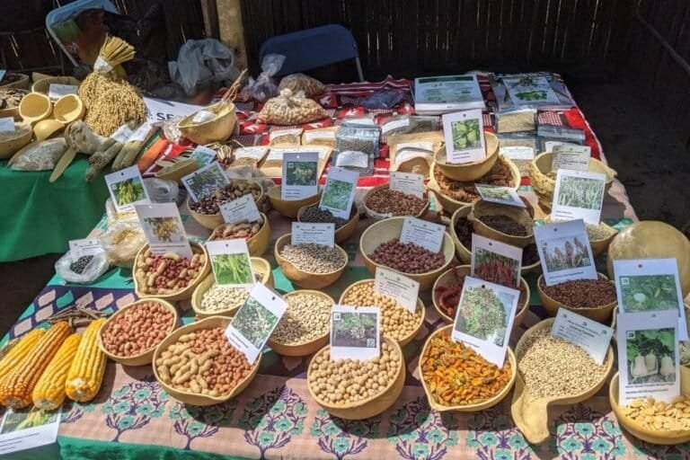 2 058 échantillons de semences africaines envoyés en norvège pour être conservés