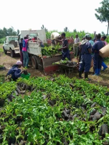 Transport des plantules
