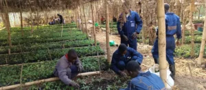 Jeunes plants en croissance