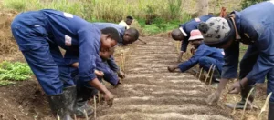 Production des plantules