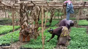 Plantation communautaire AJP