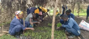 Entretien pépinière AJP