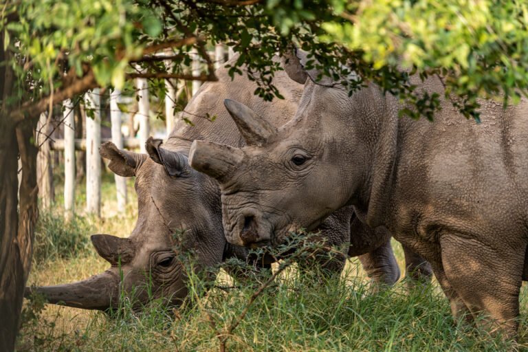 quasi éteint, le rhinocéros blanc du nord doit désormais sa survie à la fécondation in vitro