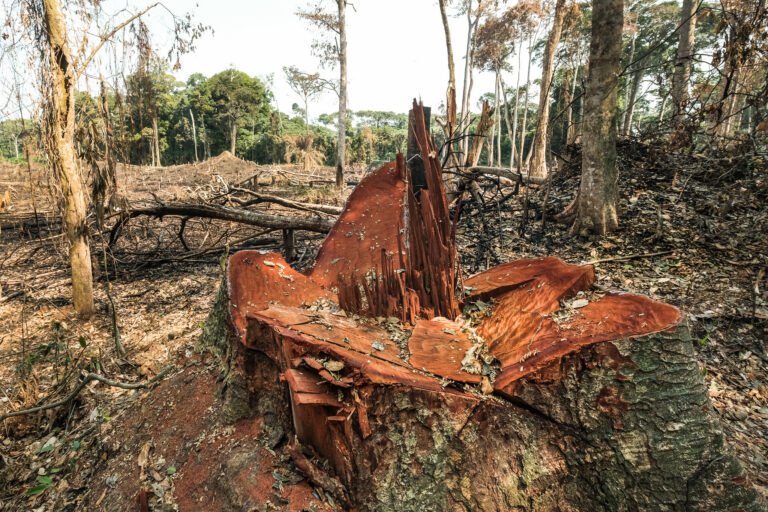 une société chinoise déforeste en rdc malgré le retrait de son permis d’exploitation