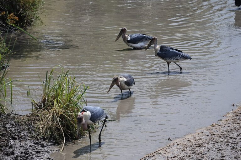 l’afrique de l’est parmi les zones d’aires marines protégées les plus polluées par les eaux usées au monde