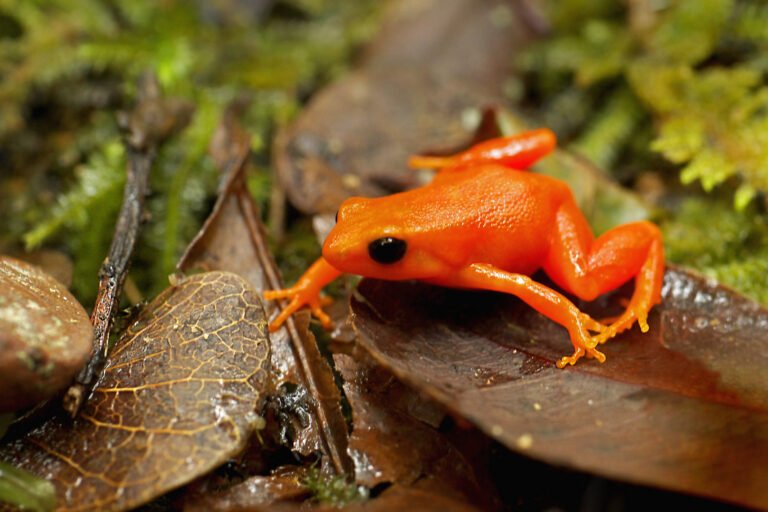 une mine défriche les habitats des grenouilles dorées à madagascar, mais un projet de réintroduction réussit à les protéger