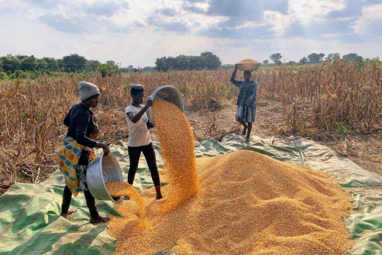 la dégradation de la fertilité des sols « pourrait réduire » les rendements du maïs plus que les chocs climatiques