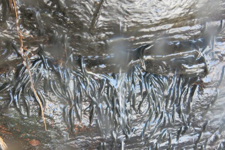 découverte d’une espèce de poisson escaladant les chutes d’une rivière en rdc