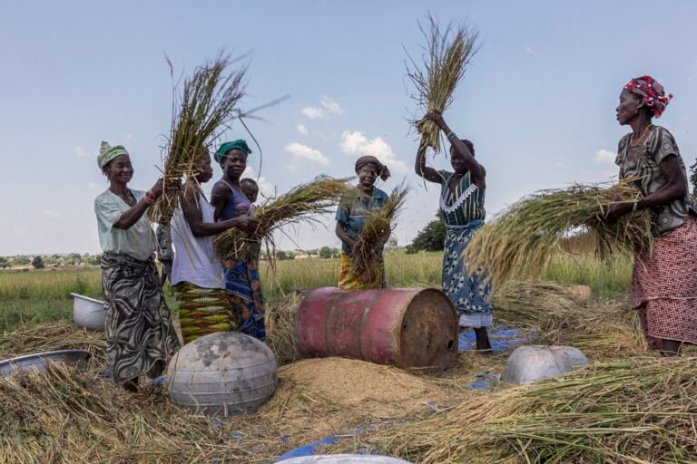 burkina faso : les femmes au cœur de la production alimentaire mais confrontées à des inégalités foncières