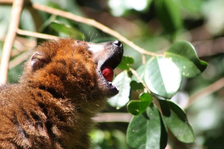 un goyavier envahissant gagne du terrain dans les forêts de madagascar, avec l’aide involontaire des lémuriens