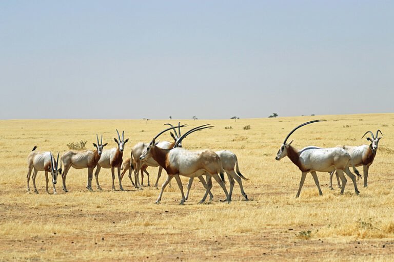 le climat amplifie le conflit au lac tchad
