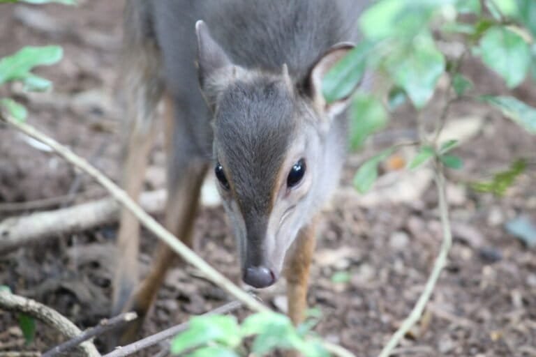 afrique du sud : la réserve abritant l’une des plus petites antilopes d’afrique désormais protégée