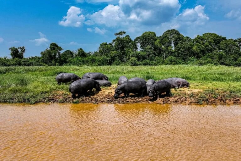 rdc : l’espoir renaît avec les hippopotames du parc national des virunga, après des décennies de déclin