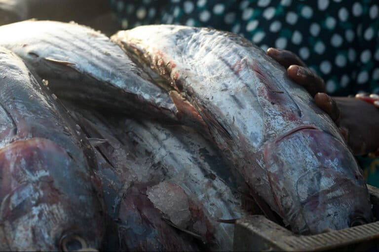 podcast planète mongabay #16 sénégal : la pêche sous pression