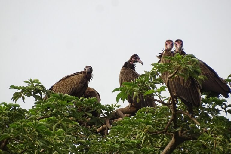 un trafic « ahurissant » motivé par des croyances pousse le vautour à capuchon au bord de l’extinction au bénin