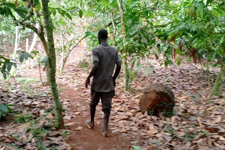 côte d’ivoire : quand le règlement européen sur la déforestation bouleverse la filière cacao