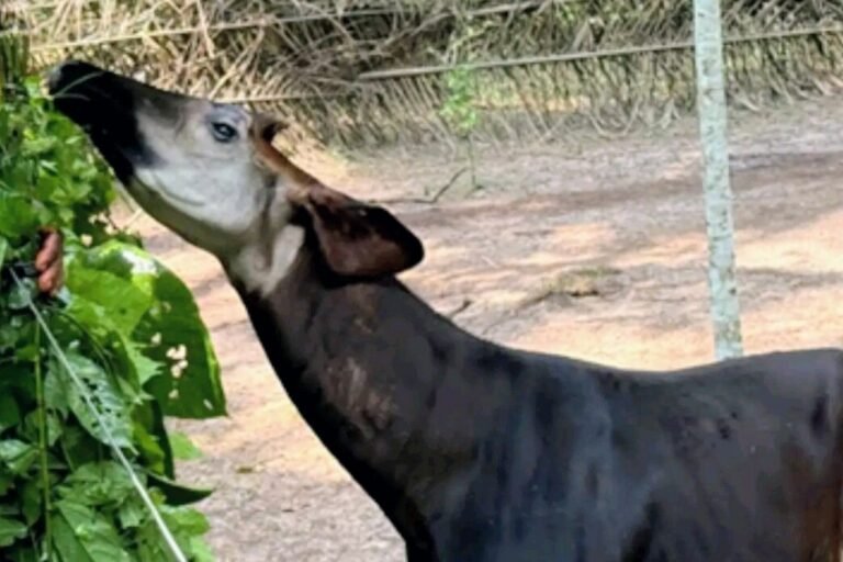 rdc : le retour de deux okapis mâles dans la réserve de faune à okapis ravive l’espoir