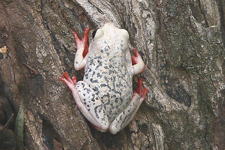 afrique : négligence des amphibiens dans les politiques de conservation