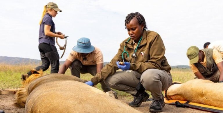 une première banque génomique pour sauvegarder les cinq grands mammifères de la faune sauvage au rwanda