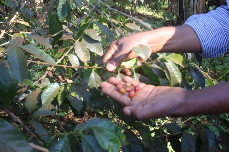 le cameroun inaugure un centre de traitement post récolte du café robusta