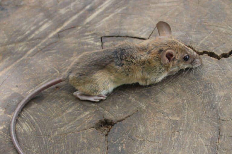 togo : une nouvelle espèce de mammifère découverte dans le parc national de fazao malfakassa