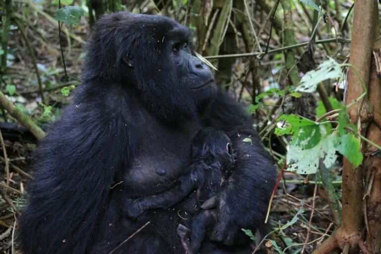 rdc : nouvelle naissance d’un gorillon des montagnes dans le parc national des virunga