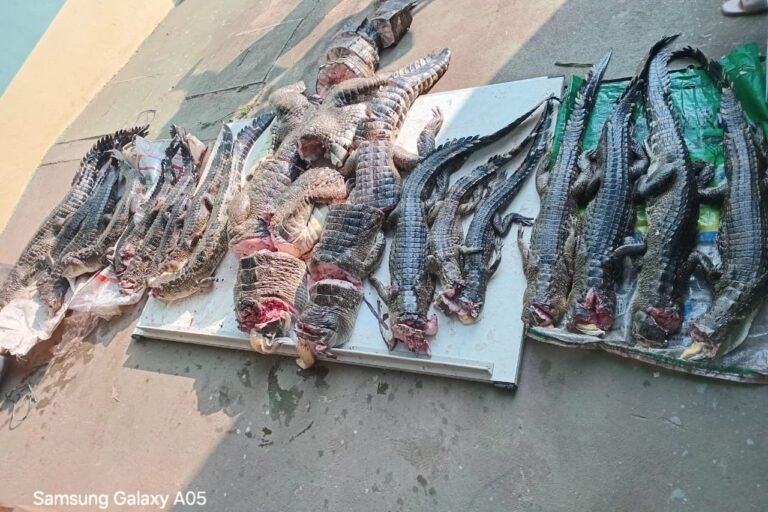 gabon : des juridictions spécialisées pour lutter contre la criminalité faunique