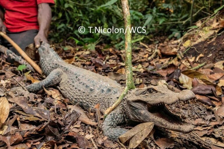 congo : plus d’une centaine de crocodiles nains sauvés du braconnage et relâchés dans la nature