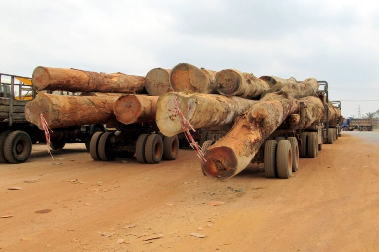 fabrice ollomo nguema : « le respect de la loi est la base de l’éligibilité à la certification forestière »