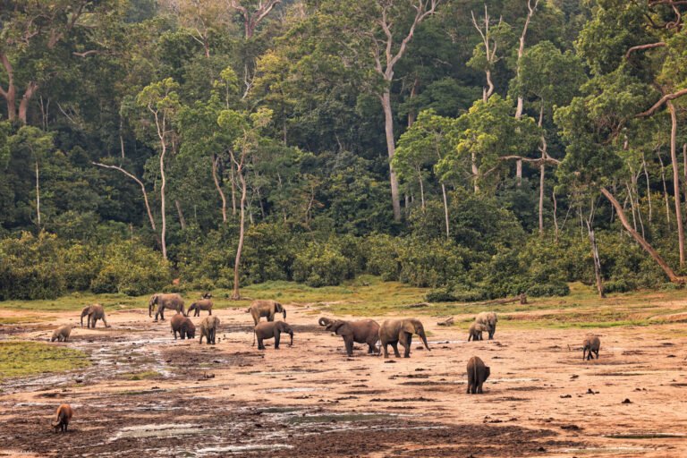 les menaces compromettent le travail des défenseurs de l’environnement en rdc