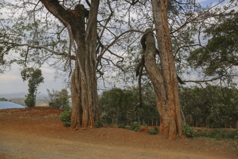prunier d’afrique, bois jaune et tiama : trois essences indigènes au cœur des efforts de conservation en afrique
