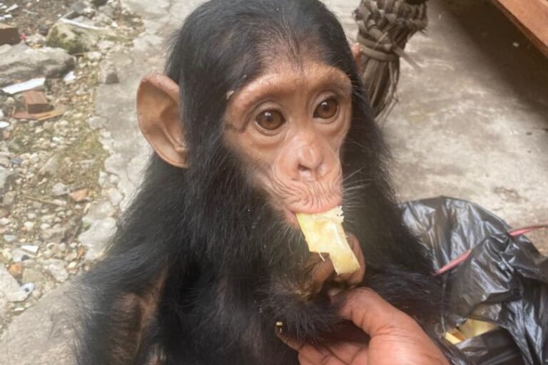 rdc : deux agents de l’État arrêtés pour trafic de chimpanzé