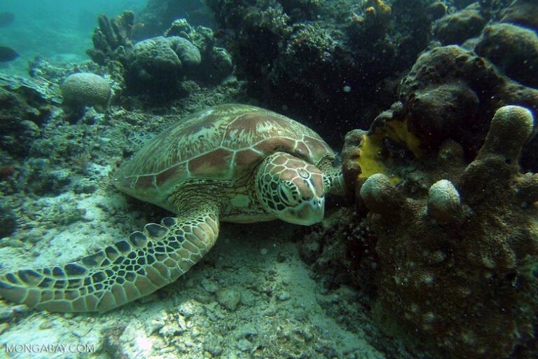 la première réserve marine internationale ouest africaine en cours de création