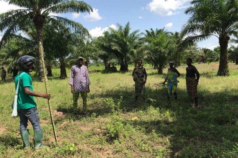 les agriculteurs du sud du bénin transforment les palmeraies en système de résilience face au changement climatique