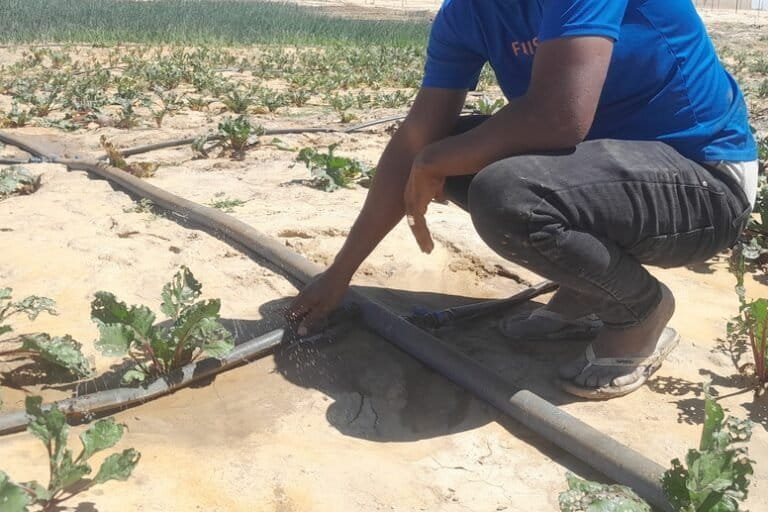 au mali, les pompes solaires rebattent les cartes de l’irrigation
