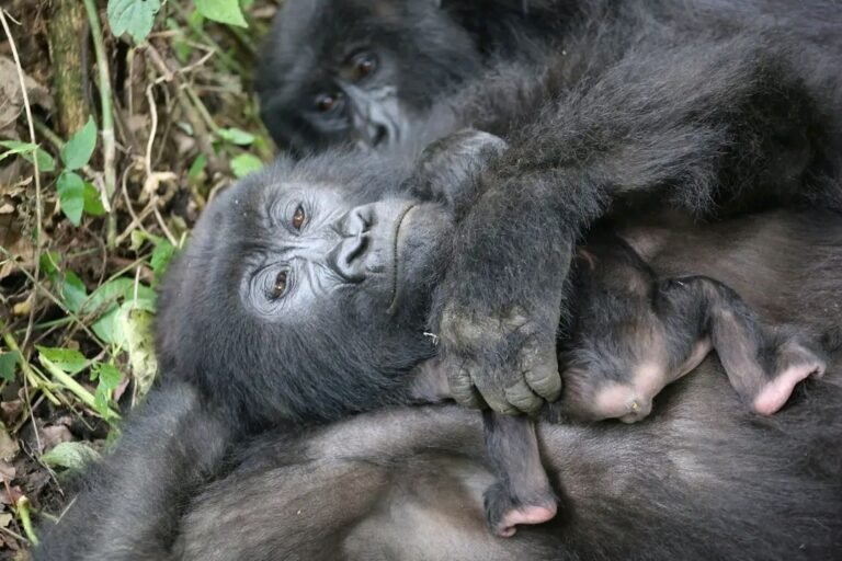 rdc : une dixième naissance de gorille ravive l’espoir dans le parc national des virunga