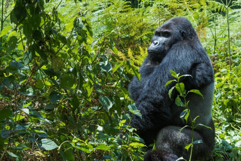 rdc : un gorille de grauer abattu, un individu déféré devant la justice