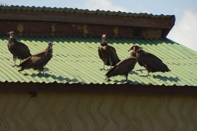 lueur d’espoir pour les dernières populations de vautours charognards au bénin