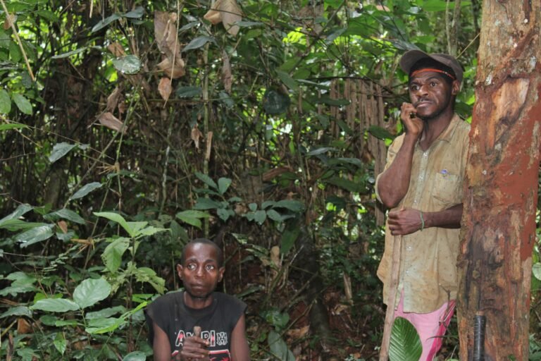 déplacés par une réserve puis une mine, des baka à la recherche de nouvelles forêts communautaires au cameroun