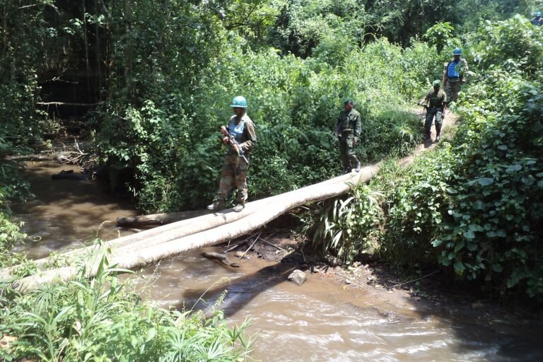 rdc : plus de 120 000 hectares de forêts attribués aux communautés dans le nord kivu en proie à une forte déforestation