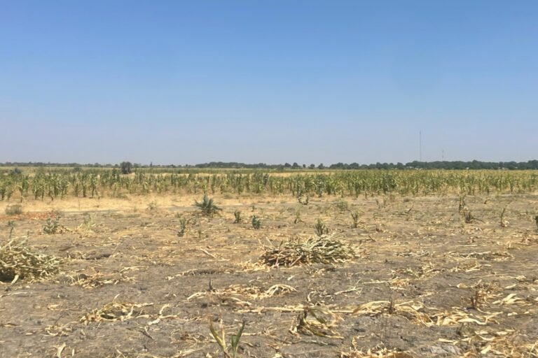 le changement climatique accentue le conflit homme éléphant et crée l’insécurité alimentaire au nord du cameroun