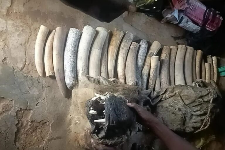 rdc : 30 kg d’ivoire et une peau de lion saisis à beni