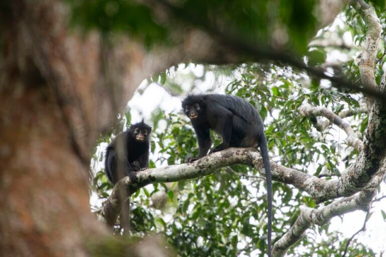 quand la science et les savoirs locaux collaborent à la découverte d’une nouvelle espèce de singe en rdc