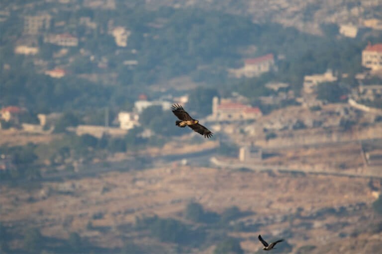 de l’afrique à l’europe, les espèces migrantes de rapaces en danger dans le ciel libanais