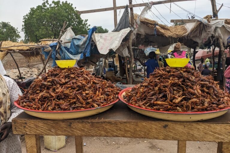 les criquets ravageurs considérés de plus en plus comme une ressource alimentaire au nord du cameroun