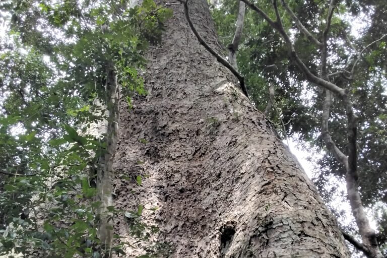 cameroun : un conflit foncier met en péril les arbres centenaires et le tourisme à ebogo