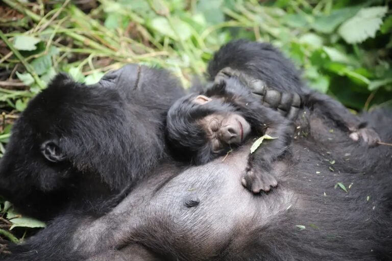 rdc : un onzième bébé gorille de montagne naît au parc national des virunga
