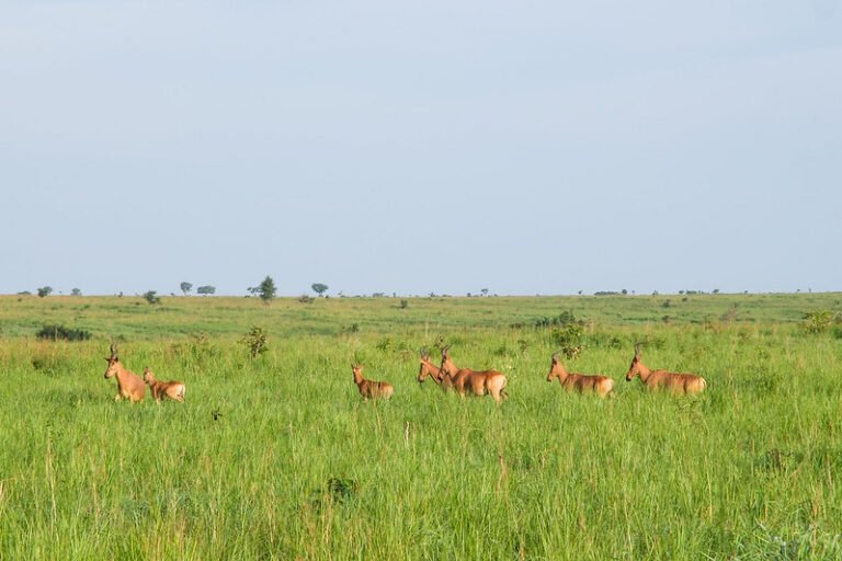 rdc: le parc national de la garamba retiré du patrimoine de l’unesco en péril, pour sa bonne gestion