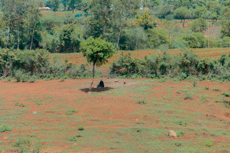 Dr Eliane Ubalijoro : « Des investissements considérables sont nécessaires pour restaurer les paysages dégradés en Afrique » dr eliane ubalijoro : « des investissements considérables sont nécessaires pour restaurer les paysages dégradés en afrique »