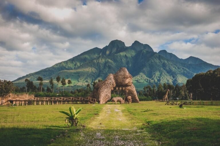 des arbres indigènes pour une réhabilitation « responsable » des paysages transfrontaliers dégradés du grand virunga